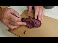 Begonia Leaf propagation with Joe Stead