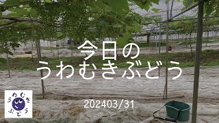 #240 引き続きデラウエアのふさを引っ張り出してます