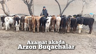 BUQACHALARDI ARZONLARI AZAMAT AKADA ULGURIB QOLING