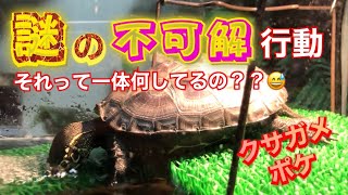 《クサガメ・ポケ》【謎の不可解行動】それって一体何してるの？？