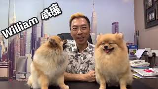 认识博美犬吗？了解博美犬吗？