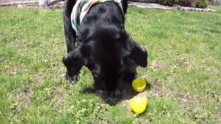 🐰🥚🐾My Dog Petee Easter Egg Hunting!🐰🥚🐾