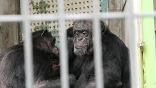 3つに分かれるげんき一家❷　日本平動物園　チンパンジー