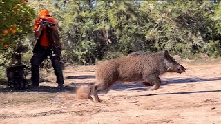 Chasse Sanglier au maroc Chichaoua  |  Wild Boar Hunting 2023-2024  (Partie 13)