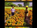 marigold farming गेंदे की खेती