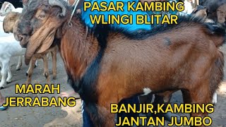 UPDATE TERBARU HARGA KAMBING‼️DI PASAR KAMBING WLINGI BLITAR JATIM.SABTU 9 NOVEMBER 2024.HARGA MURAH