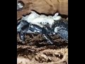 Scorpion🦂giving🦀 Birth to 🐌Cute🐞 babies #shorts