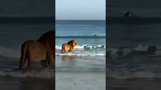 Rare Sight of Asiatic Lions enjoying at the beach,  Arabian Sea near Junagarh, Gujarat. #lion #sea