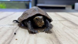 ご飯を頬張るカメ