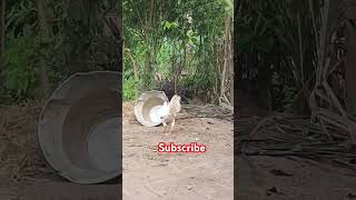 காதுல விழாத மாதிரி ஓடிட வேண்டியதுதான் #funny_chicken #husbandwifetamilcomedy #kozhi_koothugal#comedy