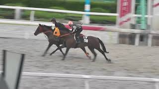 佐野厩舎　エクラシェール号＆ギンノダンガン号　調教映像　2024.7.21