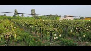 Dragon fruit farming in Pathankot Punjab(ਡਰੈਗਨ ਫਰੂਟ ਦੀ ਖੇਤੀ ਪਠਾਨਕੋਟ ਪੰਜਾਬ @unnatnaturalfarm6464