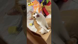 You Won't Believe This Funny Cat Reaction Caught on Camera!