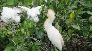 1090505坪林黃頭鷺（Cattle egret）與小白鷺（The little egret）對嗆