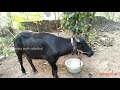 എന്റെ വലിയ പോത്ത് buffalo farming kerala