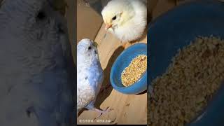 鸚鵡和小雞打架為護食，不應該啊。 Parrots and chickens fight to protect food.#comedy #funny