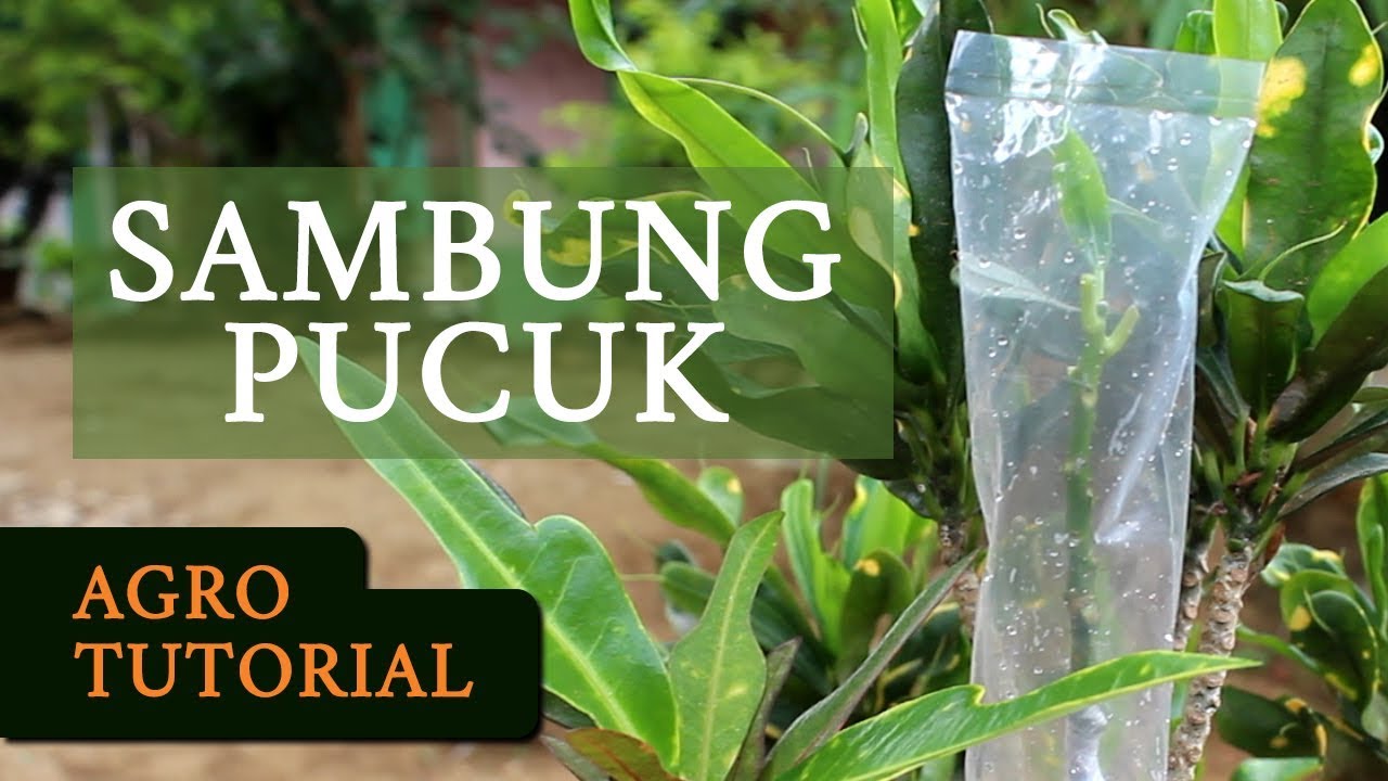 Cara Menyambung Tanaman Sambung Pucuk Tanaman Puring - YouTube