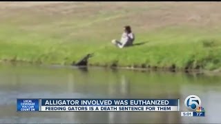Woman who fed alligator changed its behavior