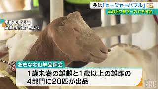 沖縄ナンバーワンの「肉用ヤギ」決まる　上位に選ばれたヤギの運命は・・・