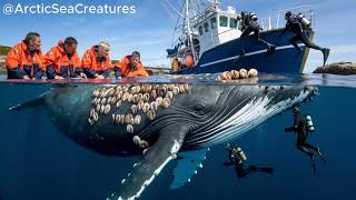 A humpback whale has parasitic clams on its body and is helped by kind-hearted sailors