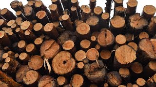 ‘They need us’: NSW Timber VP slams decision to phase out logging