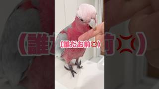 オウムの前で顔パックしたら気づいてもらえなかったww【モモイロインコ】 #shorts