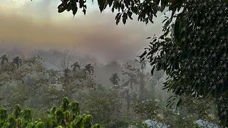 Birding in Dosdewa, Karimganj, South Assam, INDIA