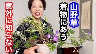 意外に知らない着物にあう草花の世界　山野草