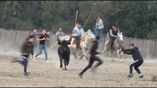 ROBERT H-Bandido en Pays- Codognan-Journée Taurine-30/10/2022