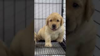 Zambo Size Labradors: The Cutest \u0026 Craziest Puppies