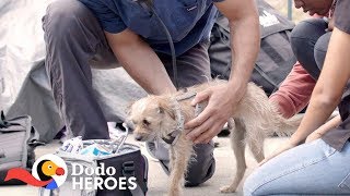 This Vet's A Hero To Homeless People And Their Pets | The Dodo Heroes