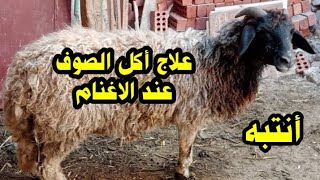 علاج أكل الصوف عند الاغنام   #الكومى