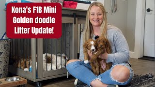 Kona's F1B Mini Golden doodle Litter Update!