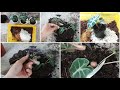 How to propagate Alocasia Polly by cuttings