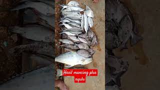 Hasil mancing plus nyulu di musim barat#fishing #ikan #nyulu#karangdangkal #fish #fyp