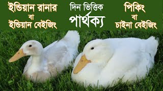 ইন্ডিয়ান রানার বা ইন্ডিয়ান বেইজিং ও পিকিং বা চাইনা বেইজিং পার্থক্য (দিন ভিত্তিক)