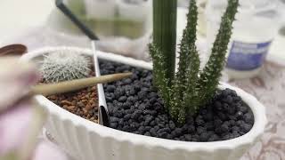 No. 56. Mini garden #1. A composition of cacti and succulents in a pot-boat.