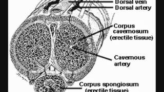 The Cavernous Nerves