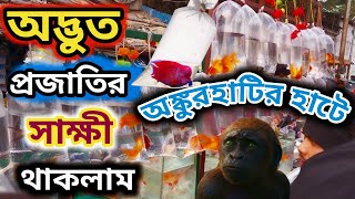 Baby Kong এখন শুক্রবারে হাটে অদ্ভুত প্রজাতির প্রানী ankurhati pet market  ankurhati fish market