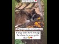 dog s heartbreaking reaction at owner s graveyard dogloyalty doglovers dogbehavior