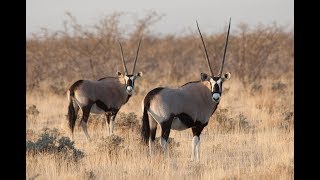 African Safari Virtual Field Trip