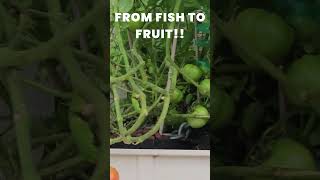 From Fish to Fruit: Perfect Tomatoes and Tilapia in Aquaponics