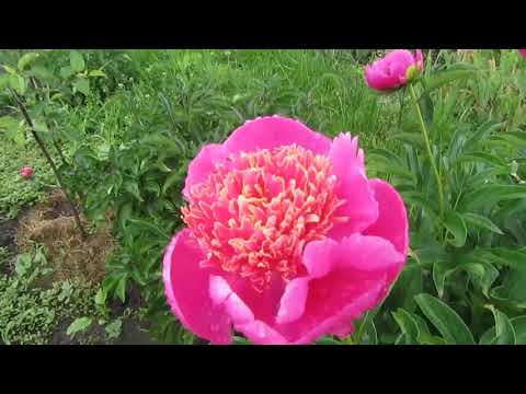 Купить Саженцы Пионов