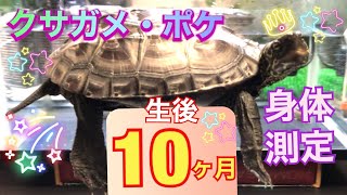 【クサガメ・ポケ】生後10ヶ月目《身体測定》