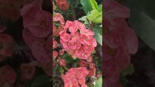 Beautiful Flowers 🌺 | Nature Video - 5