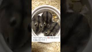 餌を食べれるようになった赤ちゃんハムスター　生後13日　Baby hamsters ready to eat 13 days after birth