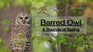 A Barred Owl and the Sweet Sounds of the Woodland Forest During Spring Migration in 4K