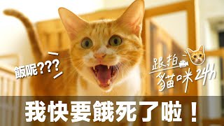 【跟拍貓咪24h-橘皮篇】肚子餓才會動的貓！