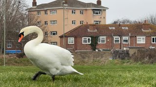 Resident Swan Pair (Walpole) Switch Areas \u0026 4 Swans Including The Brown Juvenile Get Chased!