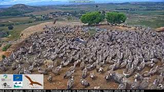 Dostawa - sępy płowe na  wysypisku  Las Pichillas - SEOBirdLife, Life-eurokite Hiszpania 2023 09 18